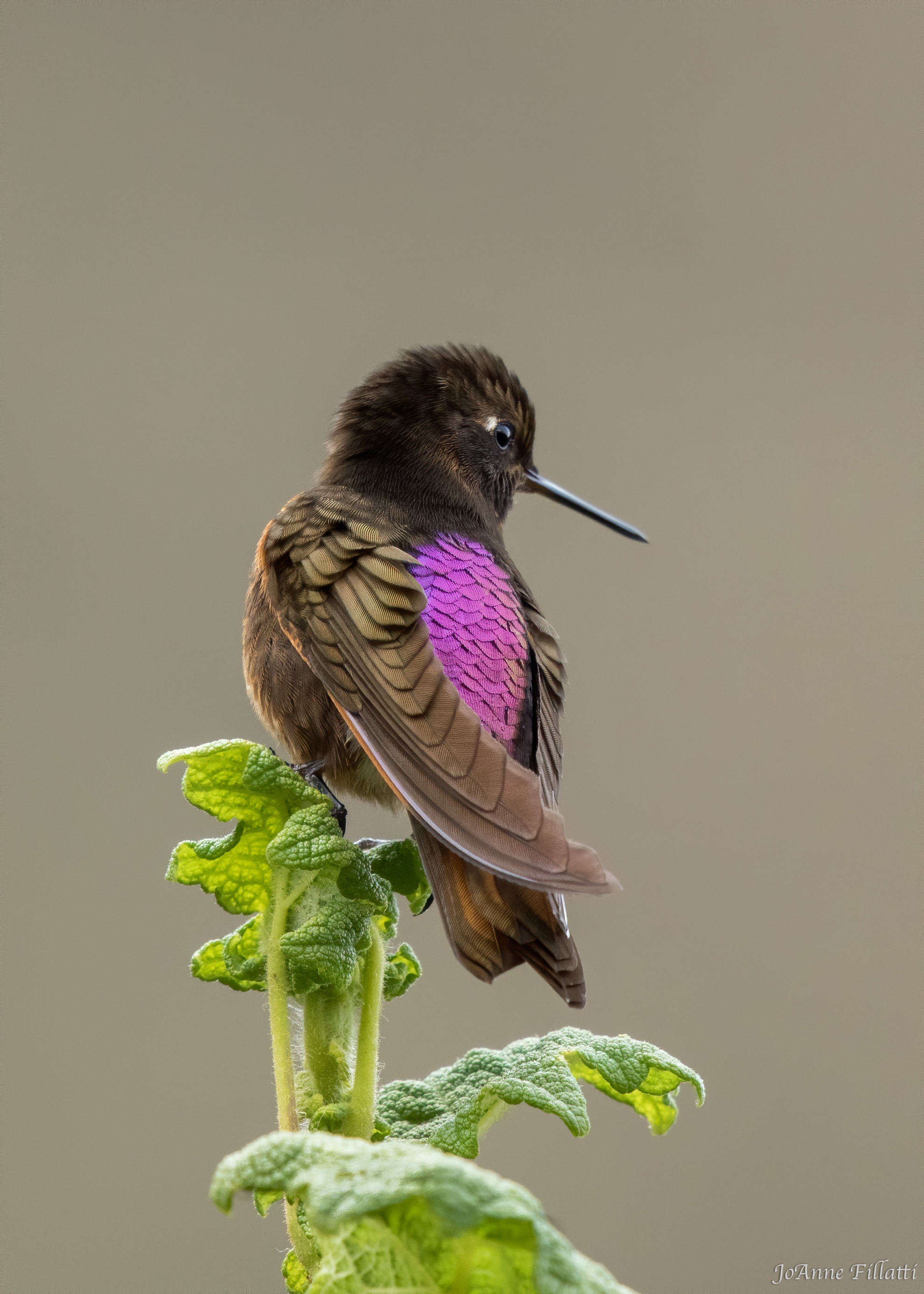 bird of peru image 8